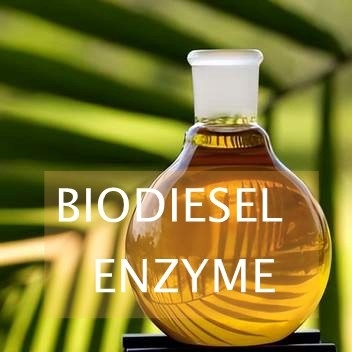ভালো দাম বায়োডিজেল সংশ্লেষণের জন্য Transesterification প্রতিক্রিয়া Lipase এনজাইম অনলাইন
