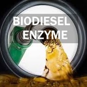 ভালো দাম বায়োডিজেল উত্পাদন কার্যকলাপ Lipase এনজাইম লিপিড বিপাকীয় পথ অনলাইন