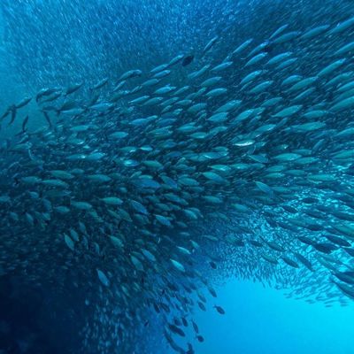 ভালো দাম সামুদ্রিক তেলের উৎপাদন বৃদ্ধিঃ আধুনিক বায়োপ্রসেসিং কৌশলগুলিতে লিপাসের প্রভাব অনলাইন