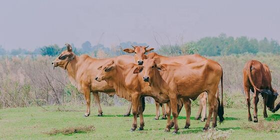 ভালো দাম তাপমাত্রা ১৫ থেকে ৬০ ডিগ্রি সেলসিয়াস লন্ড্রি ডিটারজেন্ট এনজাইম ফ্রি স্যাম্পল বাণিজ্যিক লন্ড্রি সুবিধাগুলিতে পরিষ্কারের দক্ষতা বৃদ্ধি করে অনলাইন